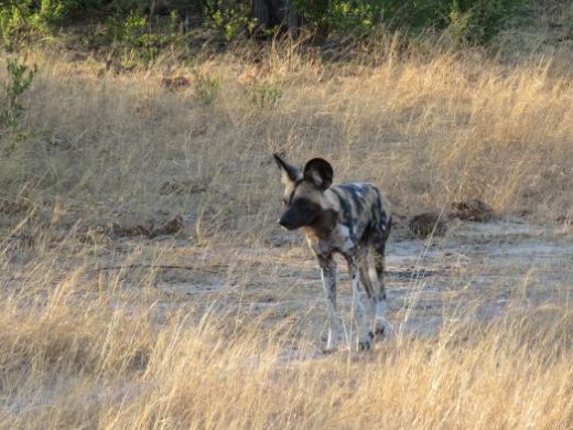 Wild Dogs are elusive but you can get lucky.