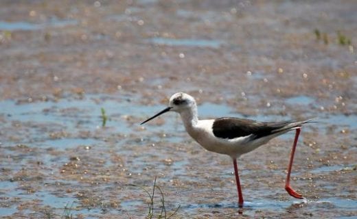 Black-winged stilt in Wilpattu National Park