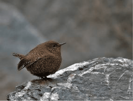 A variety of winter birds can be found in the area (Photo: Avijit Sarkhel)