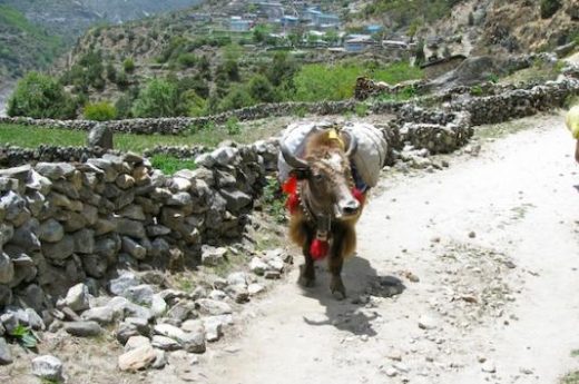 Encounter yaks on the trails