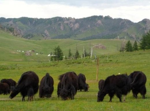 Yaks grazing at Terlj National Park