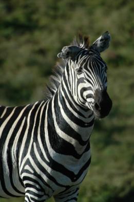 Zebra