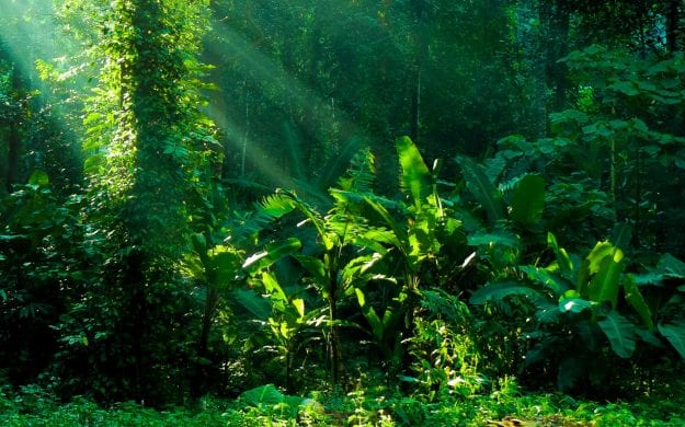 Greenery of the Amazon rainforest