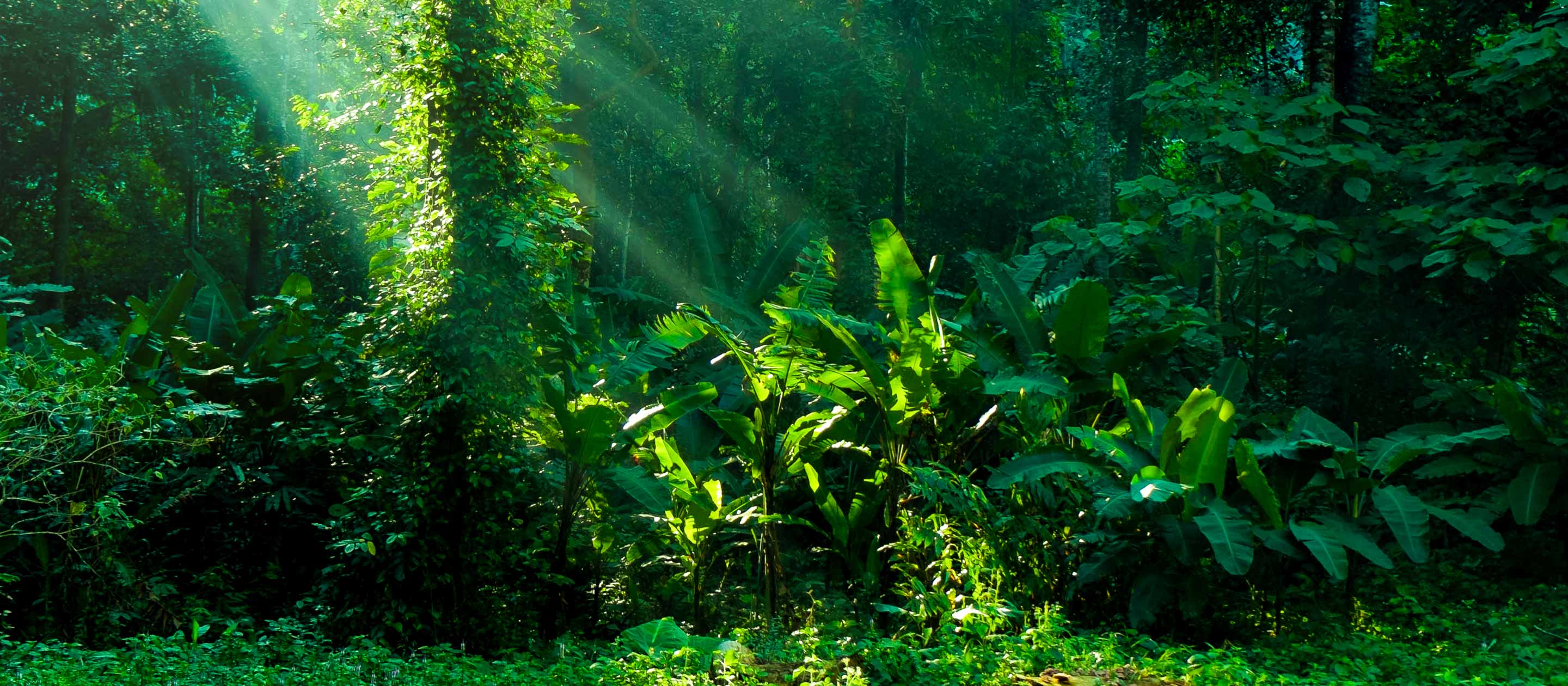 Greenery of the Amazon rainforest