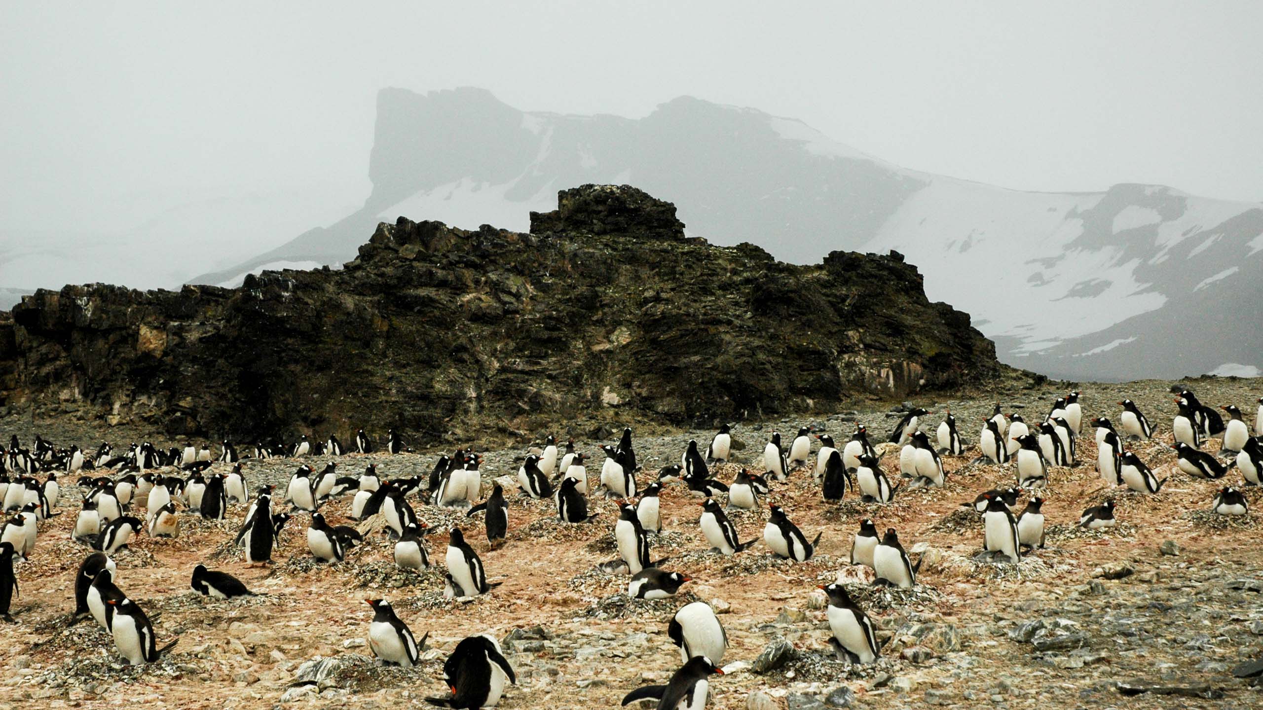 Large group of penguins walks across Antarctica landscape