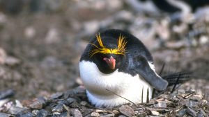 Close up of penguin nesting