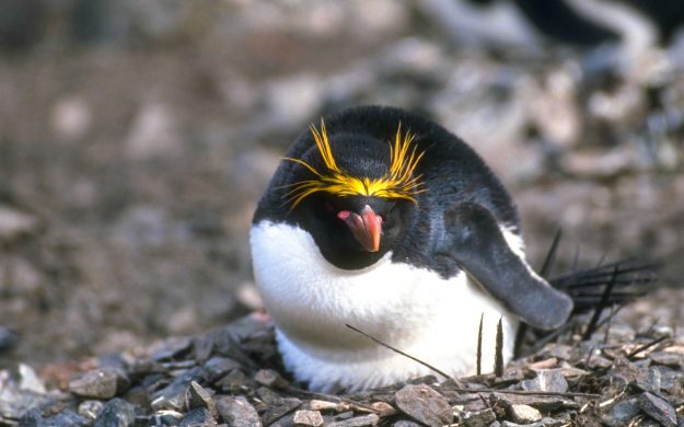 Close up of penguin nesting