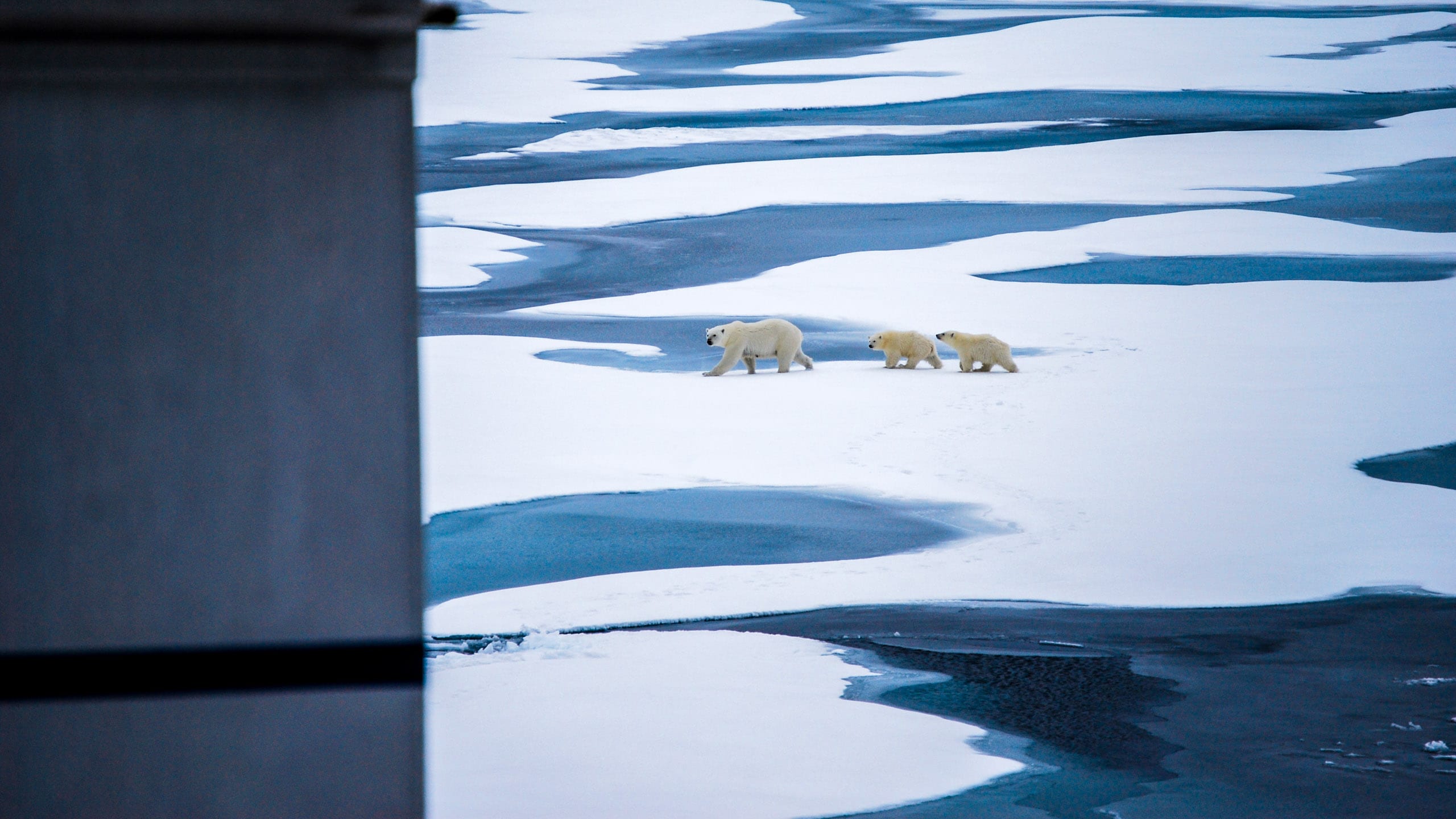 Polar bears cross arctic ice