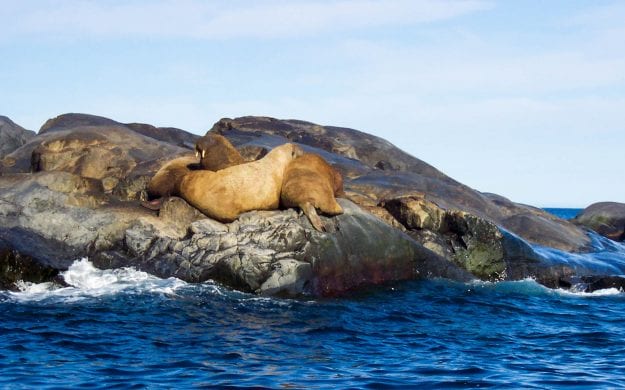 Walruses sit on rock in the arctic