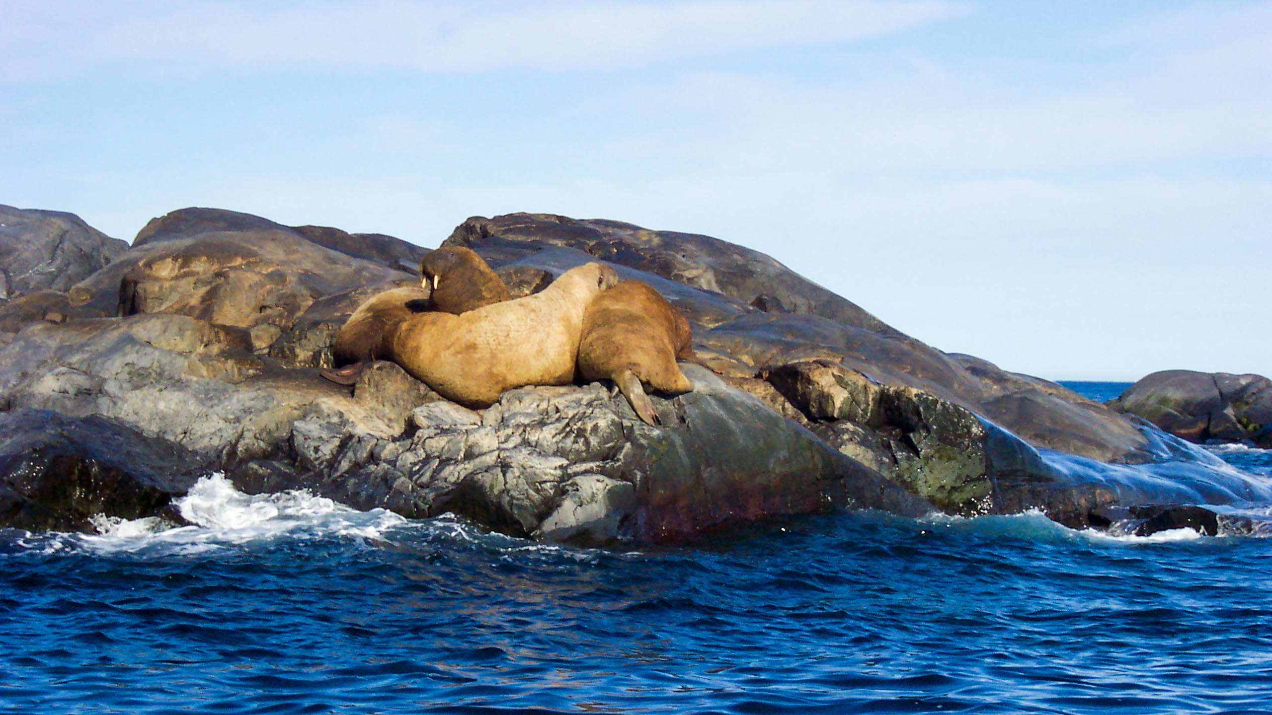 Walruses sit on rock in the arctic