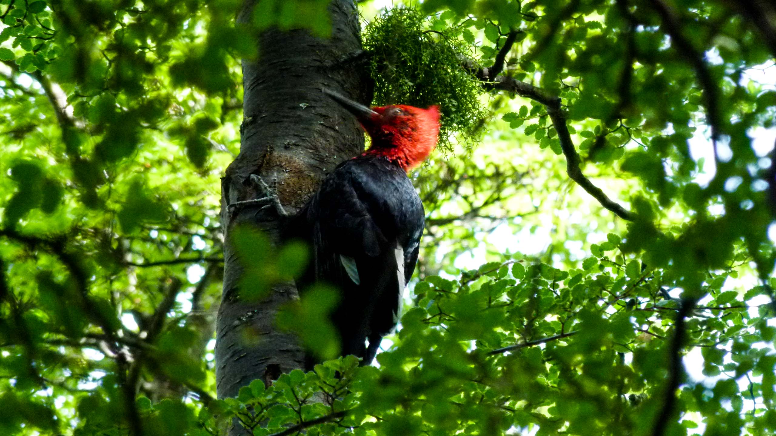 Woodpecker sits in tree in Argentina