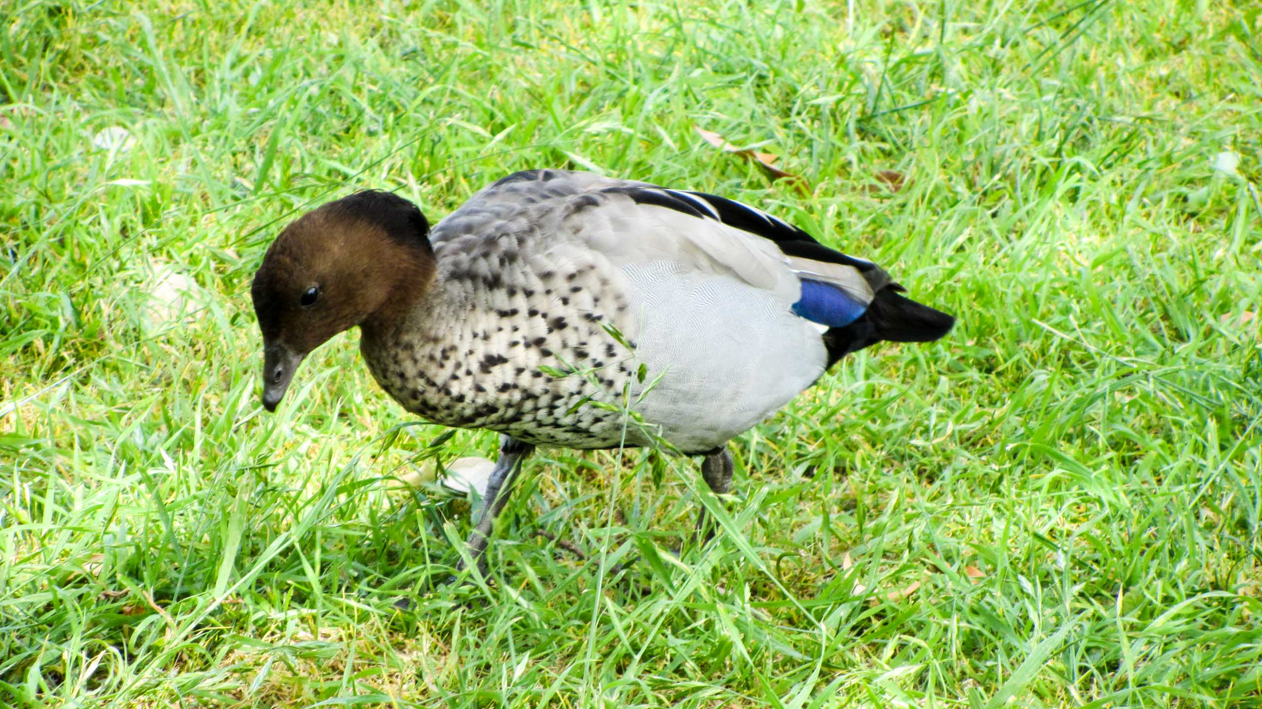 Australia bird walks in grass