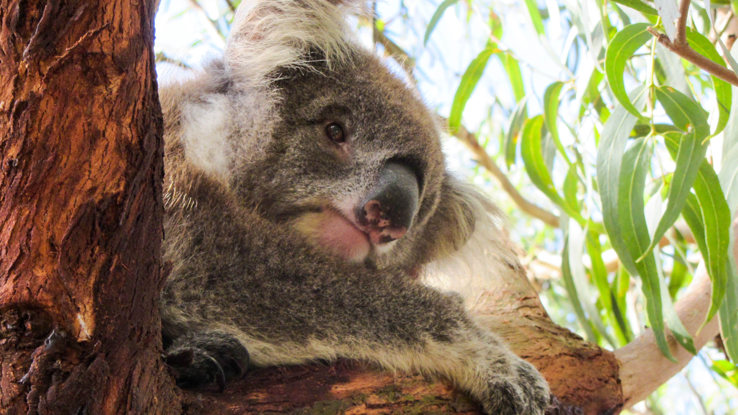 Koala on tree branch in Australia