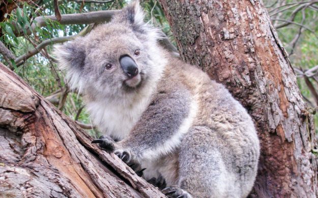 Koala sits in Australia tree