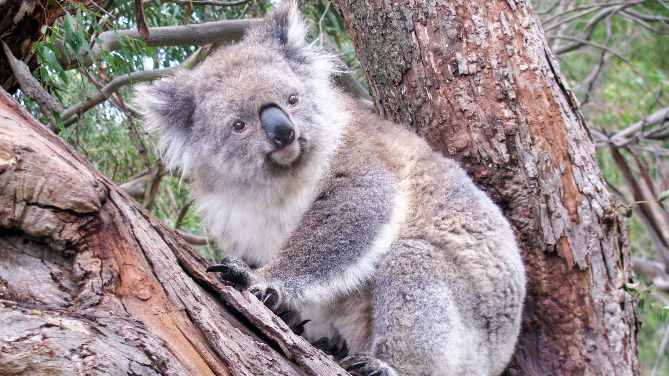 Koala sits in Australia tree