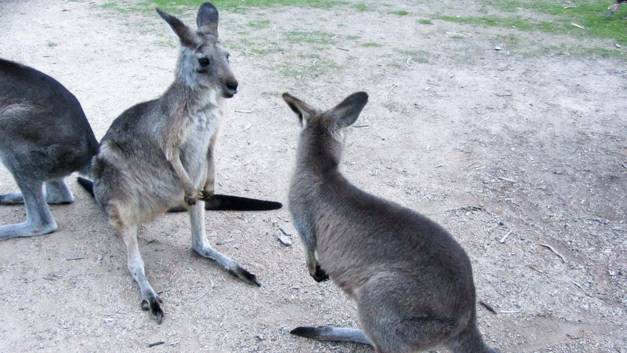 Two kangaroos face each other in Australia