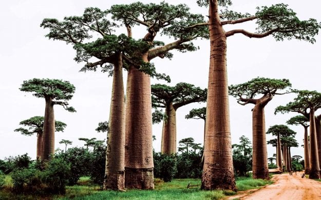 Road through baobab trees in Madagascar