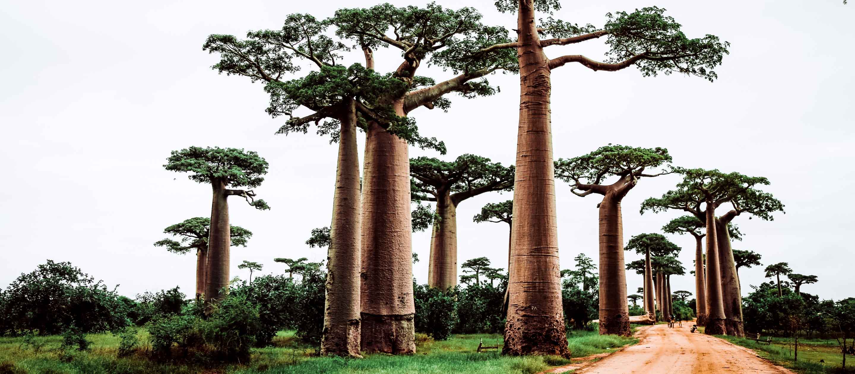 Road through baobab trees in Madagascar