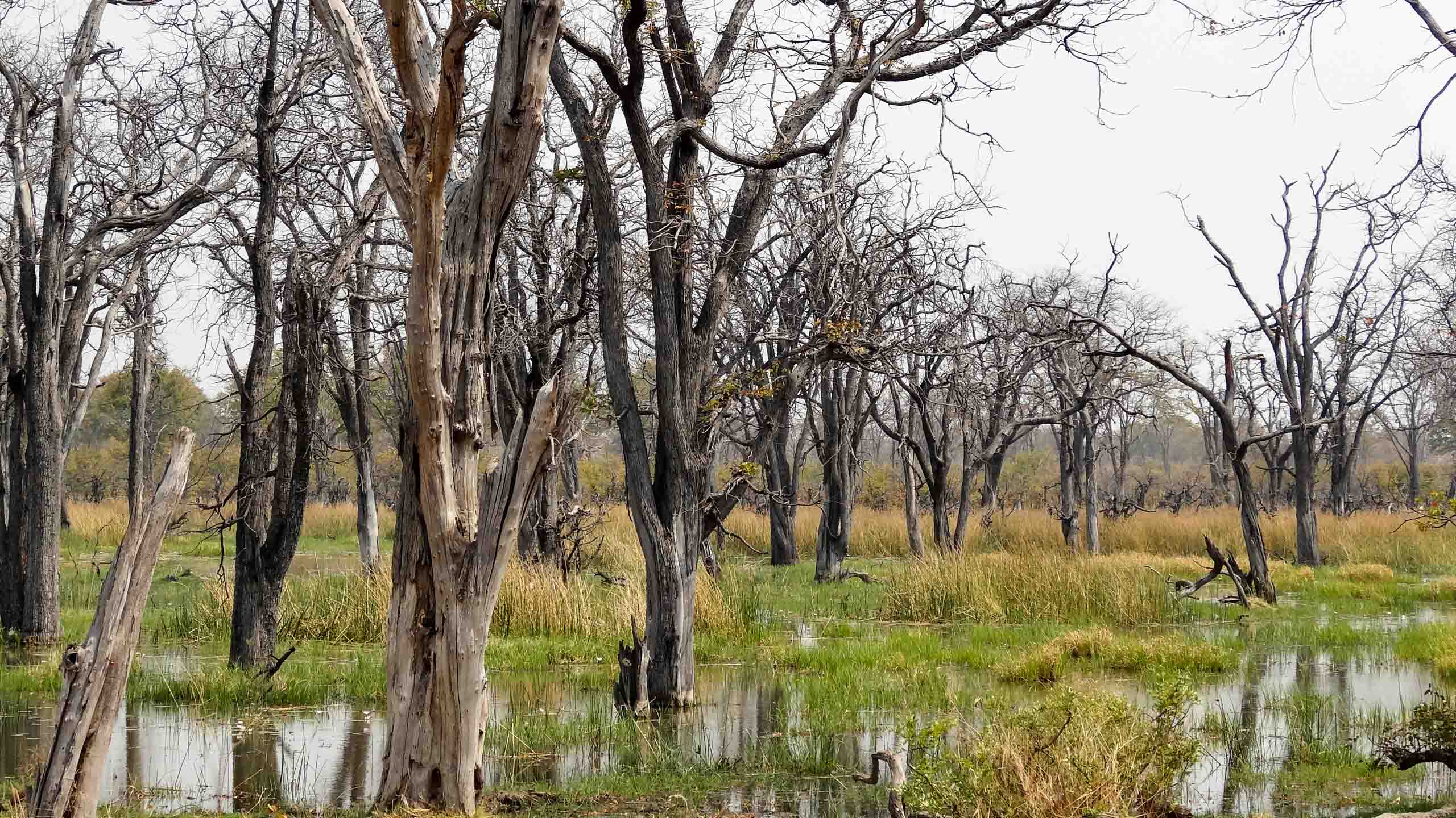 Botswana trees in delta