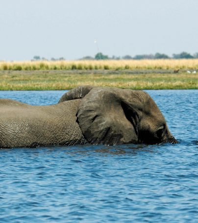 Botswana elephant rests half-submerged in water