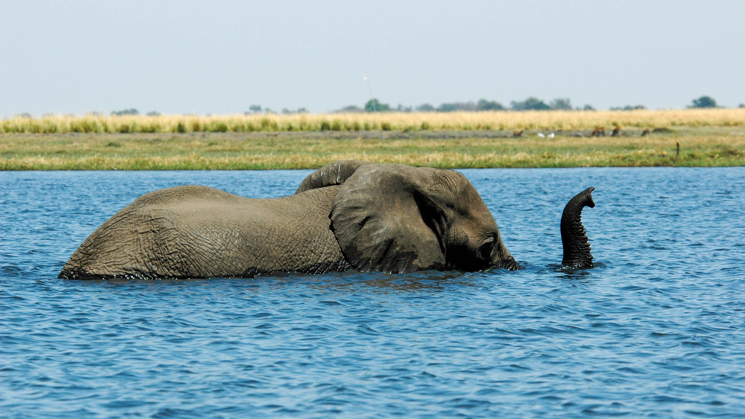 Botswana elephant rests half-submerged in water