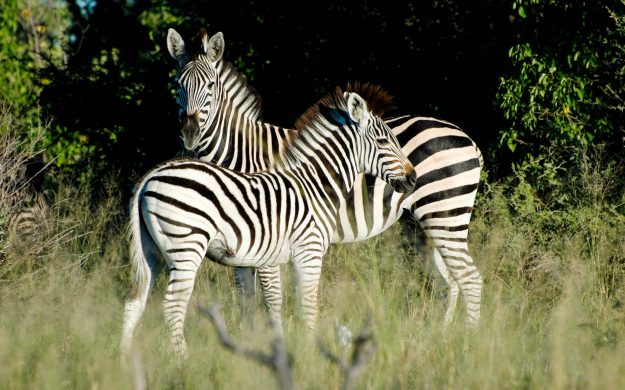 travel groups botswana