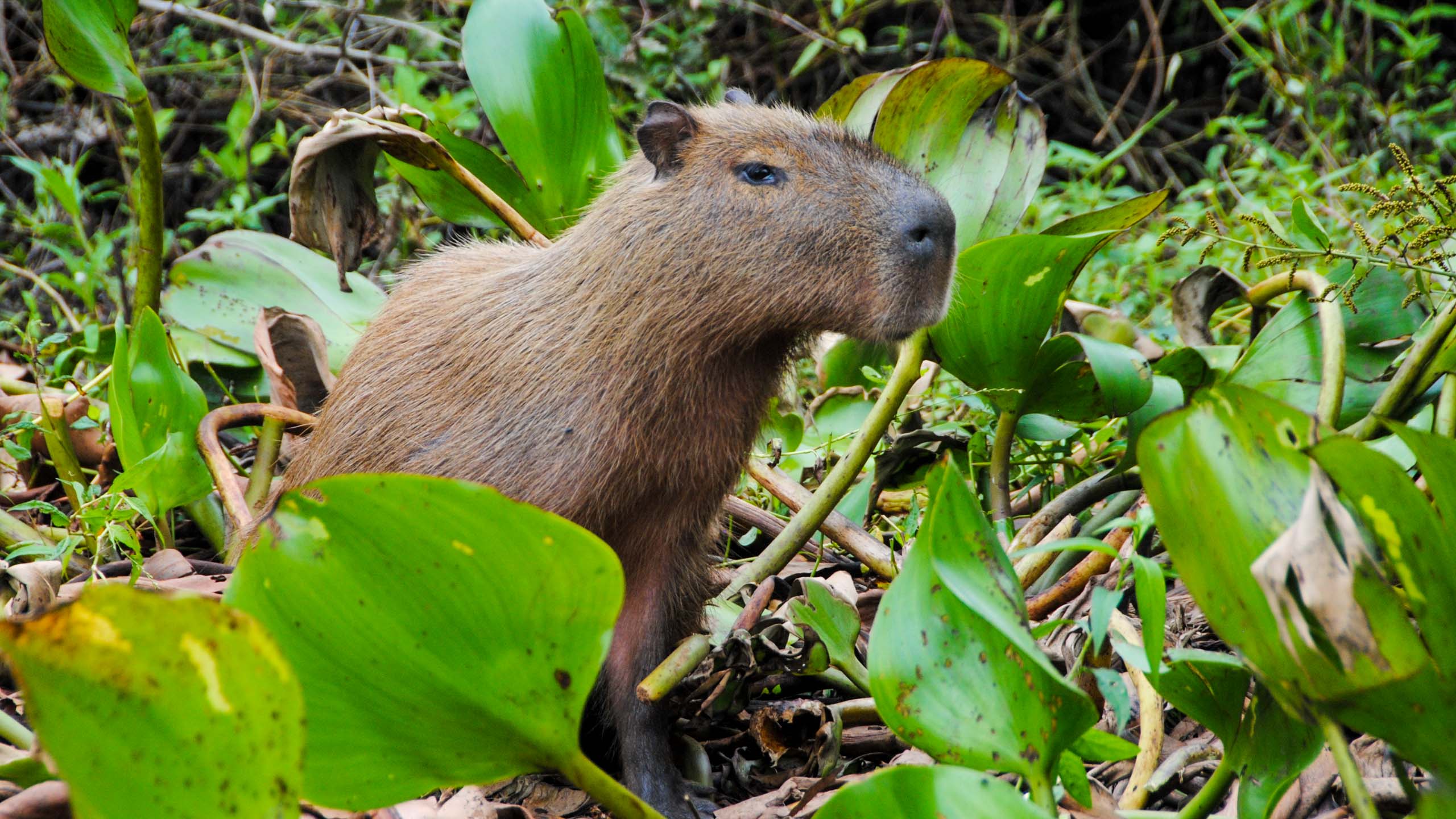 Capybara stands in leaves in Brazil