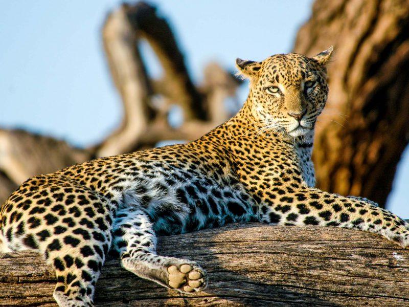 Cheetah lounging on log in Kenya