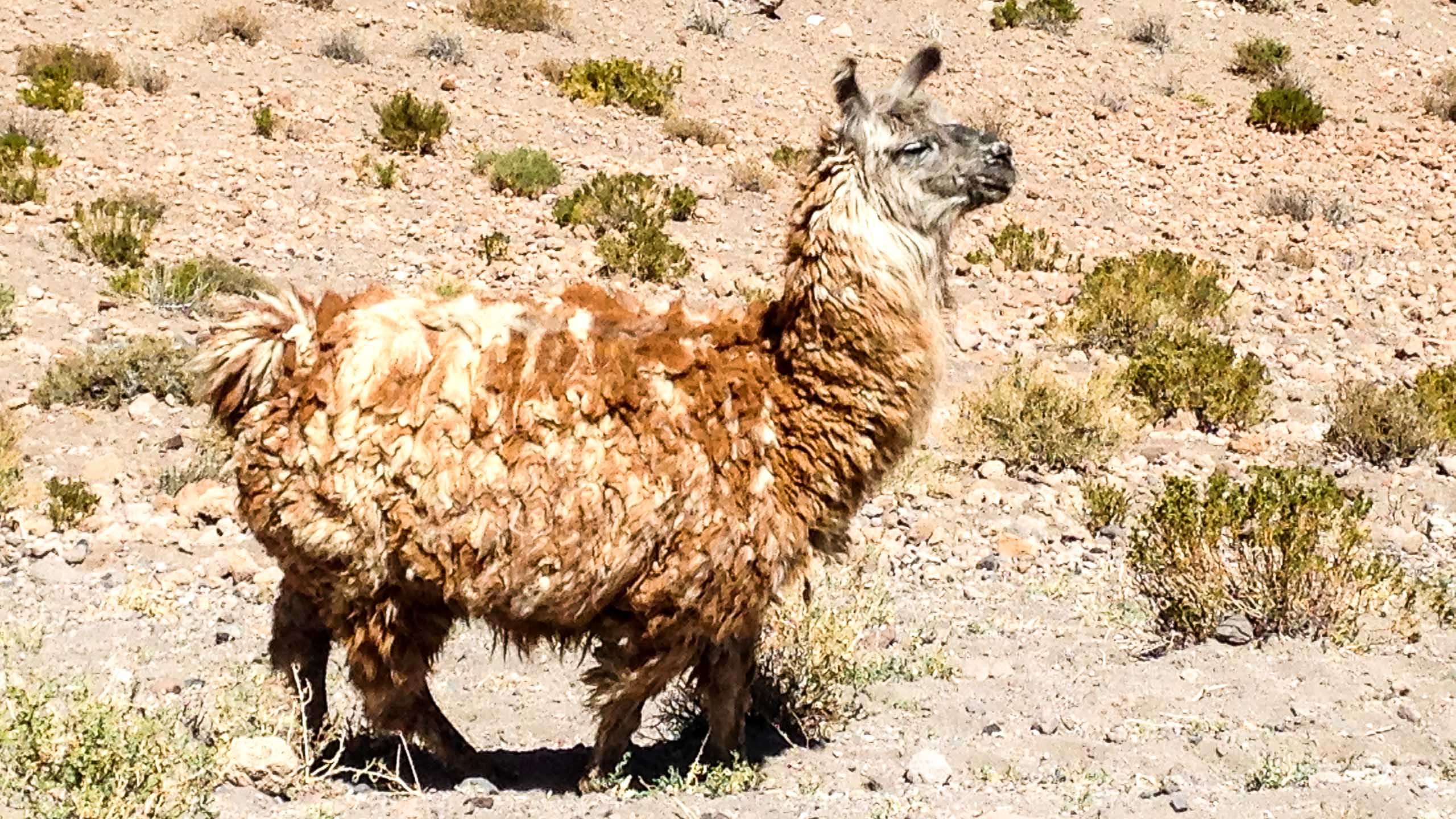 Fluffy llama in the Atacama Desert of Chile