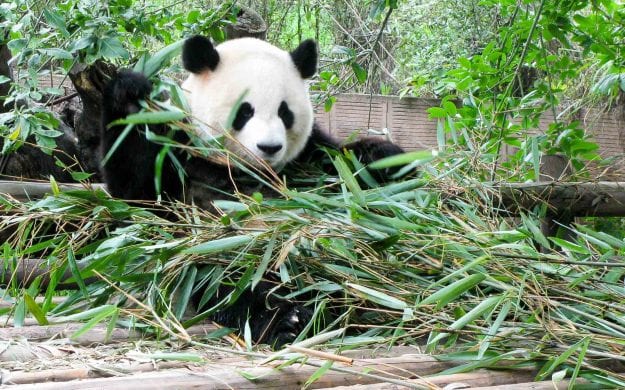 Panda plays in grass in China