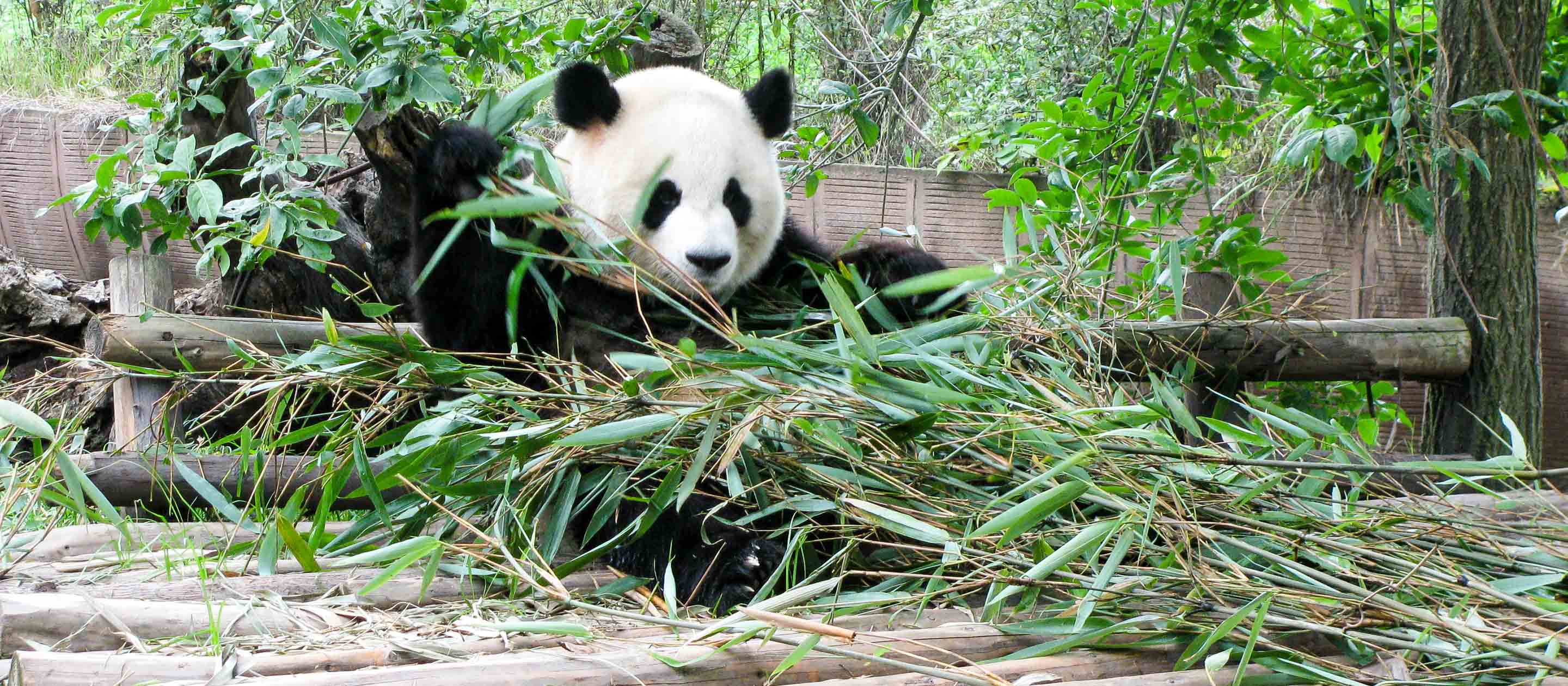 Panda plays in grass in China