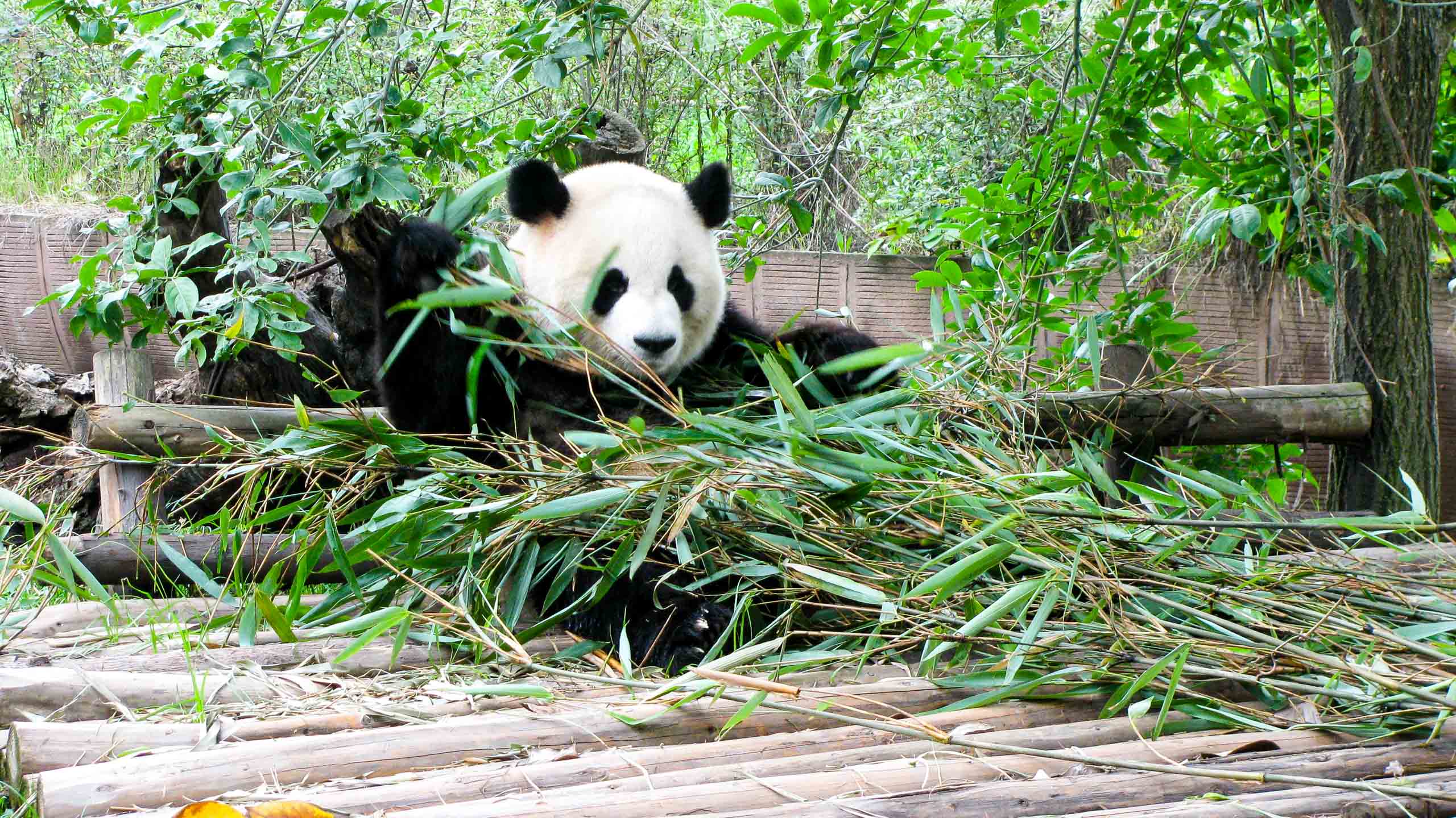 Panda plays in grass in China