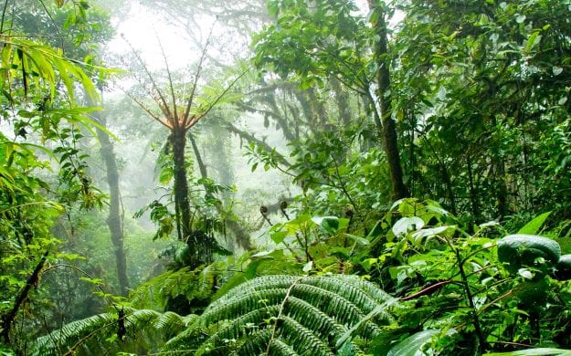 Cloud Forest in Costa Rica
