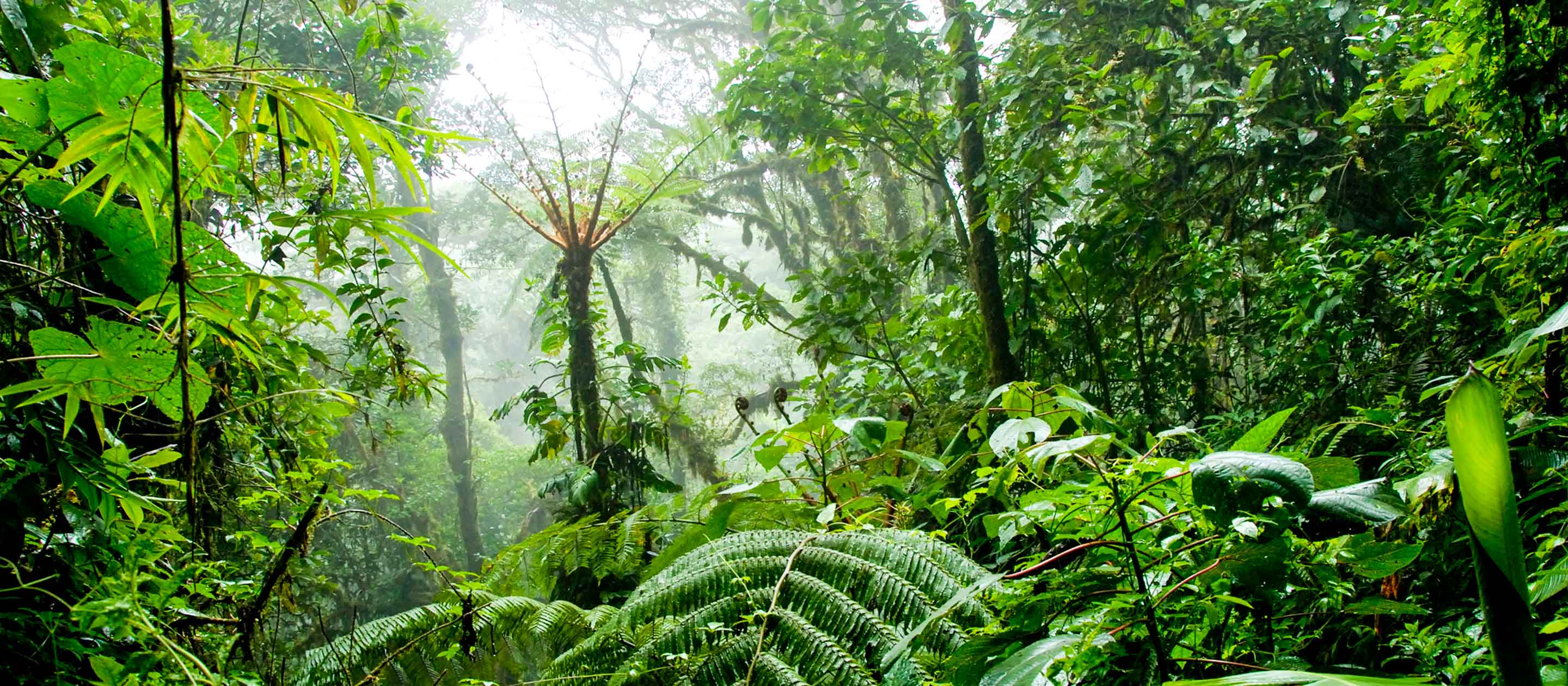 Cloud Forest in Costa Rica