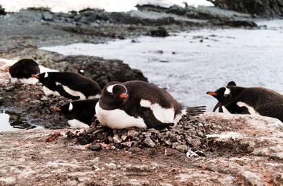 You will have many chances to go ashore and visit with the abundant penguins.