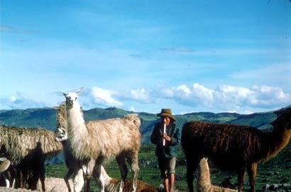 You won't want for contact with llamas in the Andes of Peru.