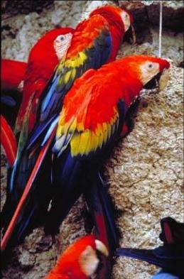 There are seven spices of parrots including these scarlet macaws in this region