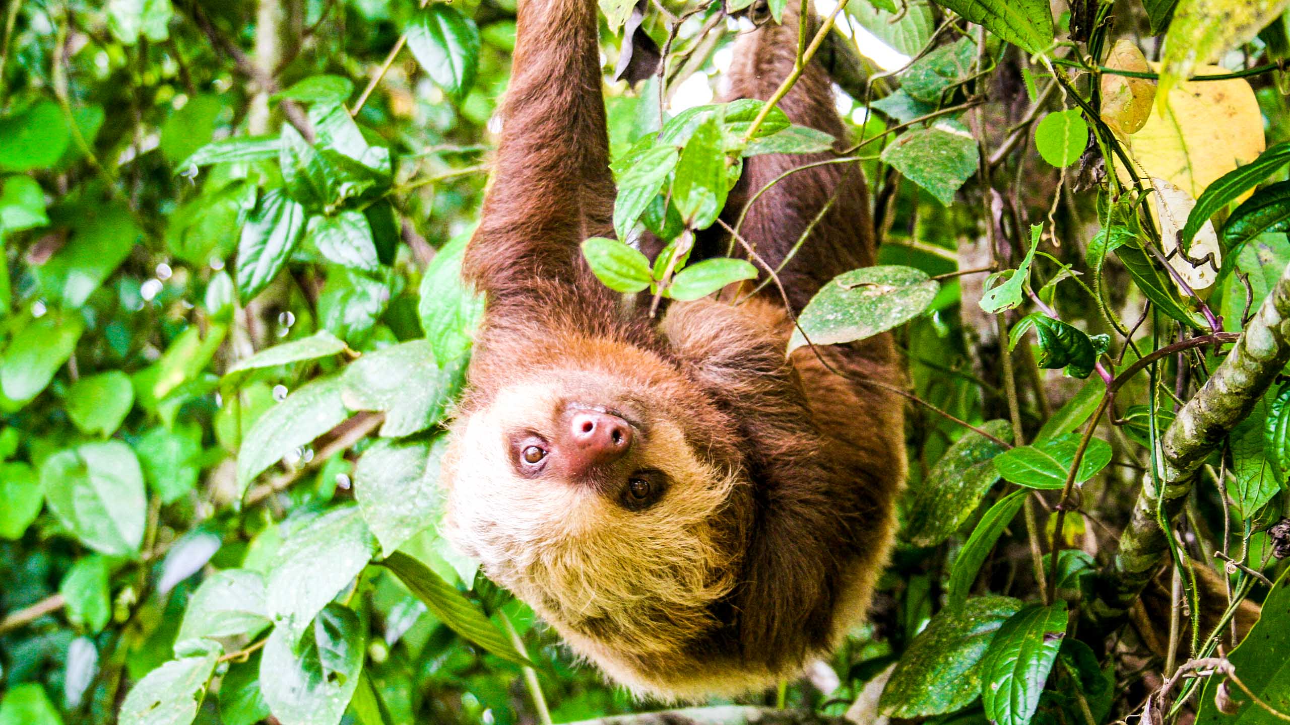 Sloth hangs upside down in Costa Rica forest