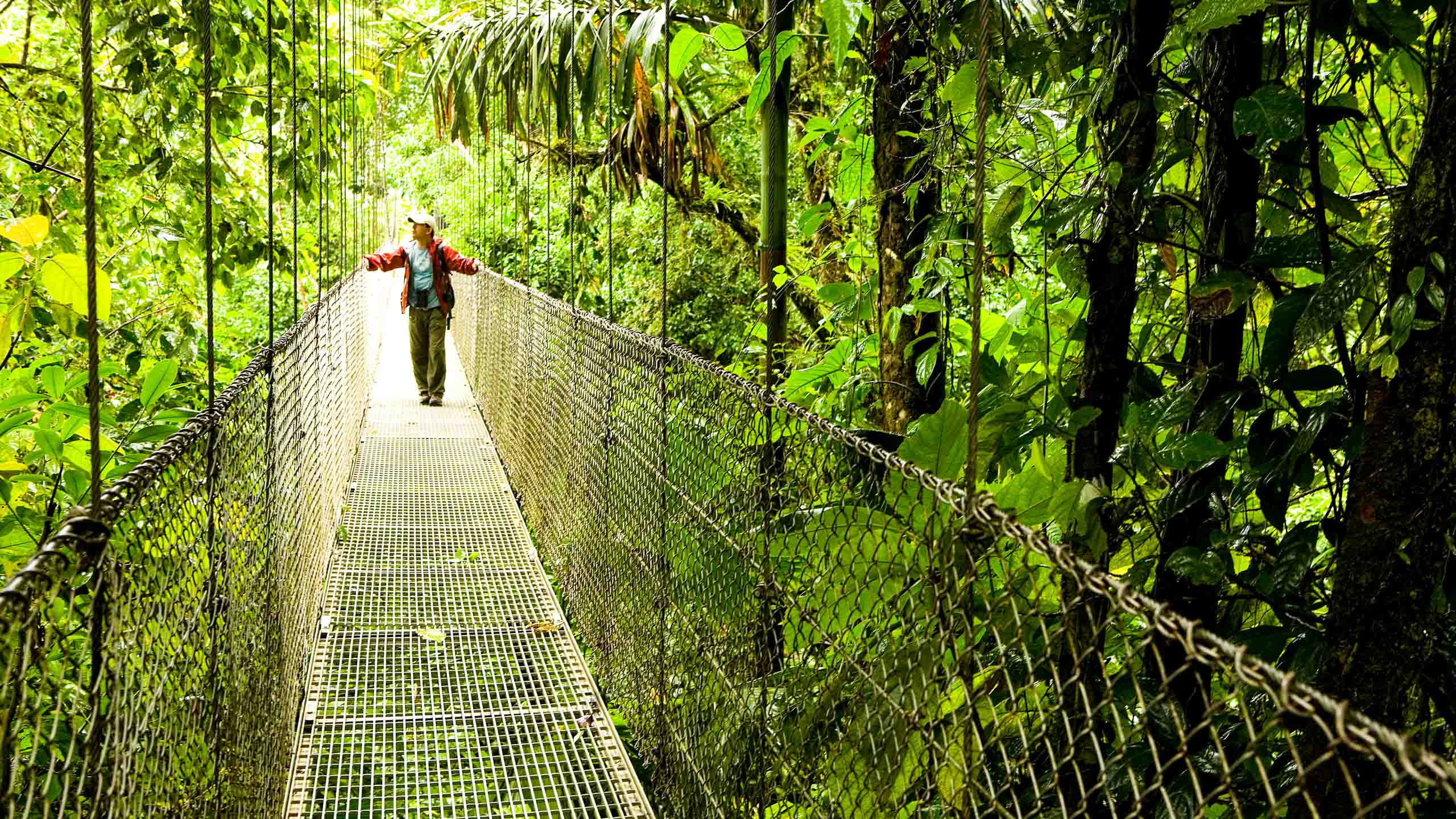 Hanging bridge in rainforest