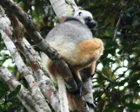 Diademed sifaka.