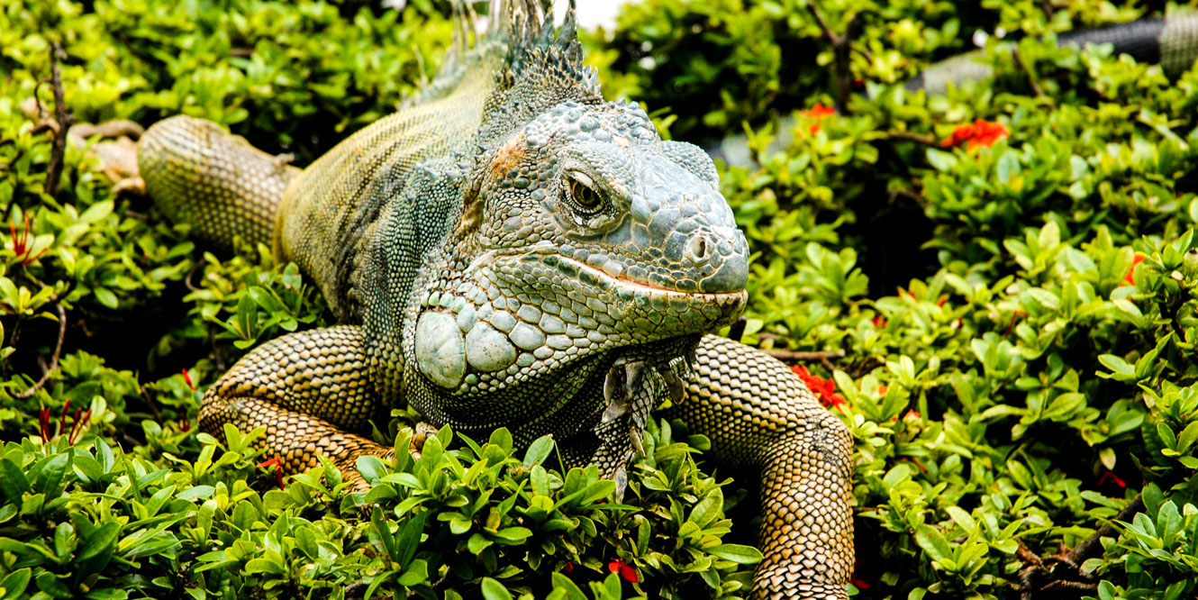 Close up of lizard in Ecuador