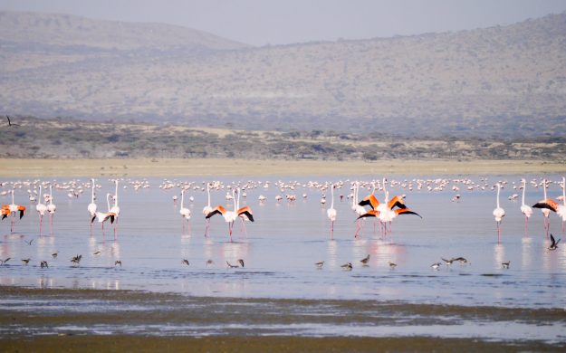 Group of flamingos in Ethiopia wetlands