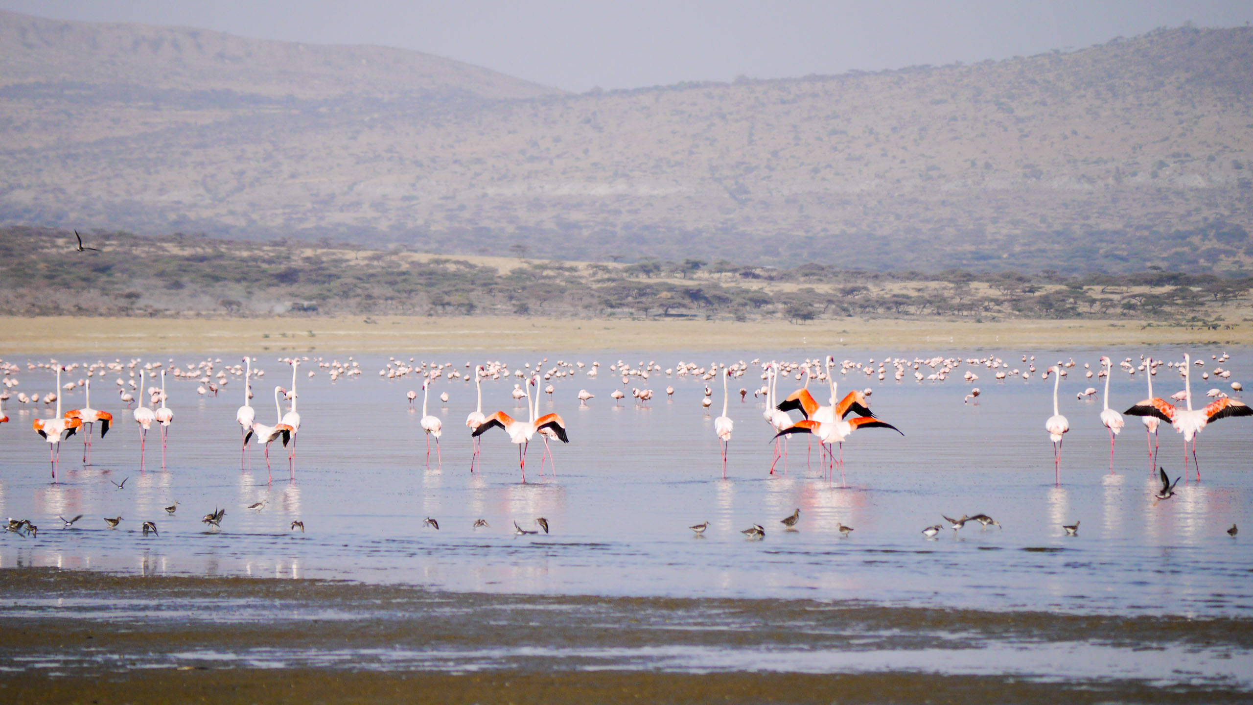 Group of flamingos in Ethiopia wetlands