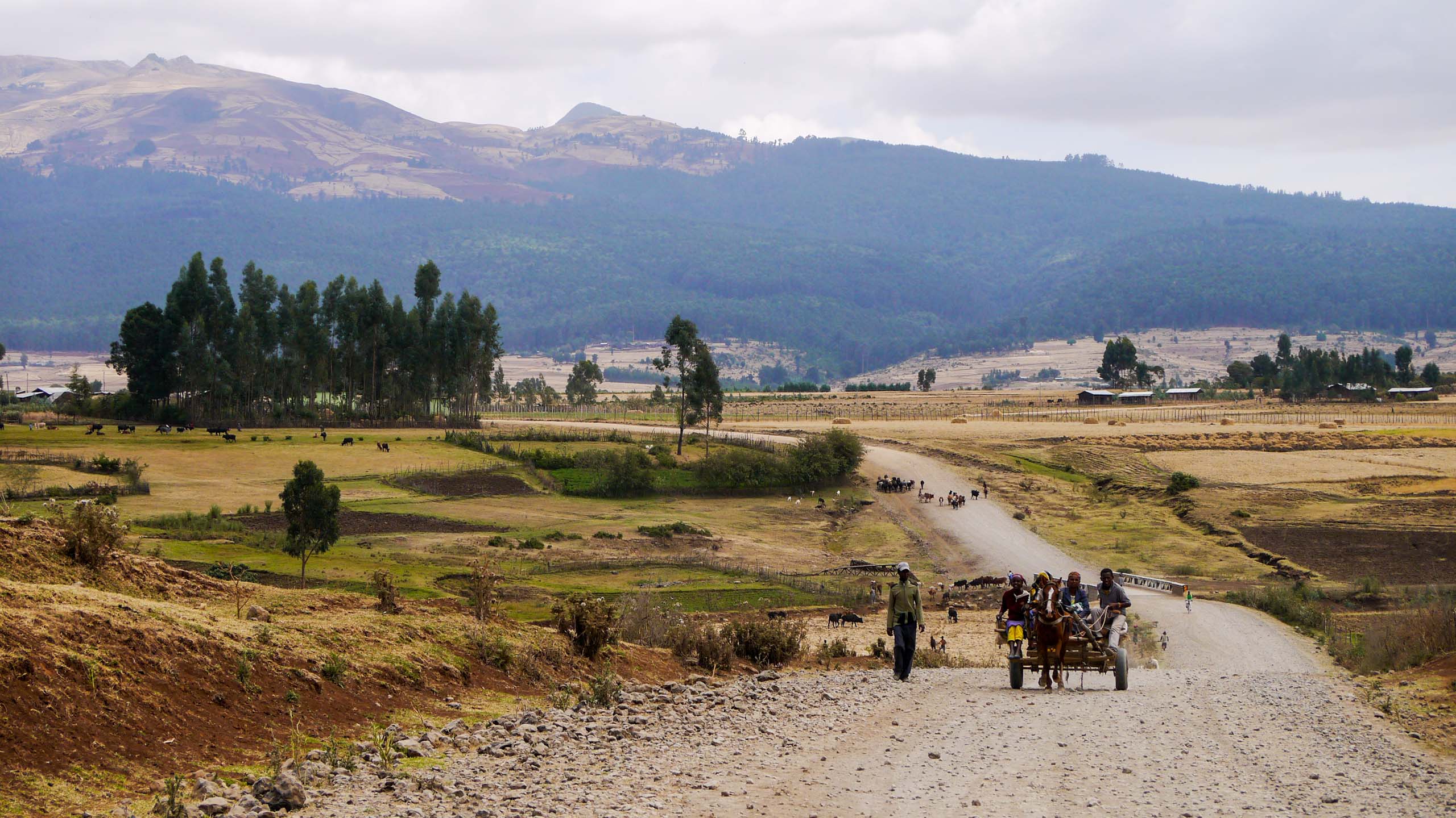 Cart drives down Ethiopia plains road