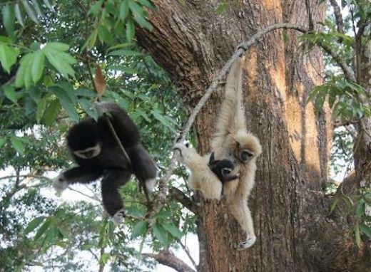 Learn about the gibbons on your zip-line adventure