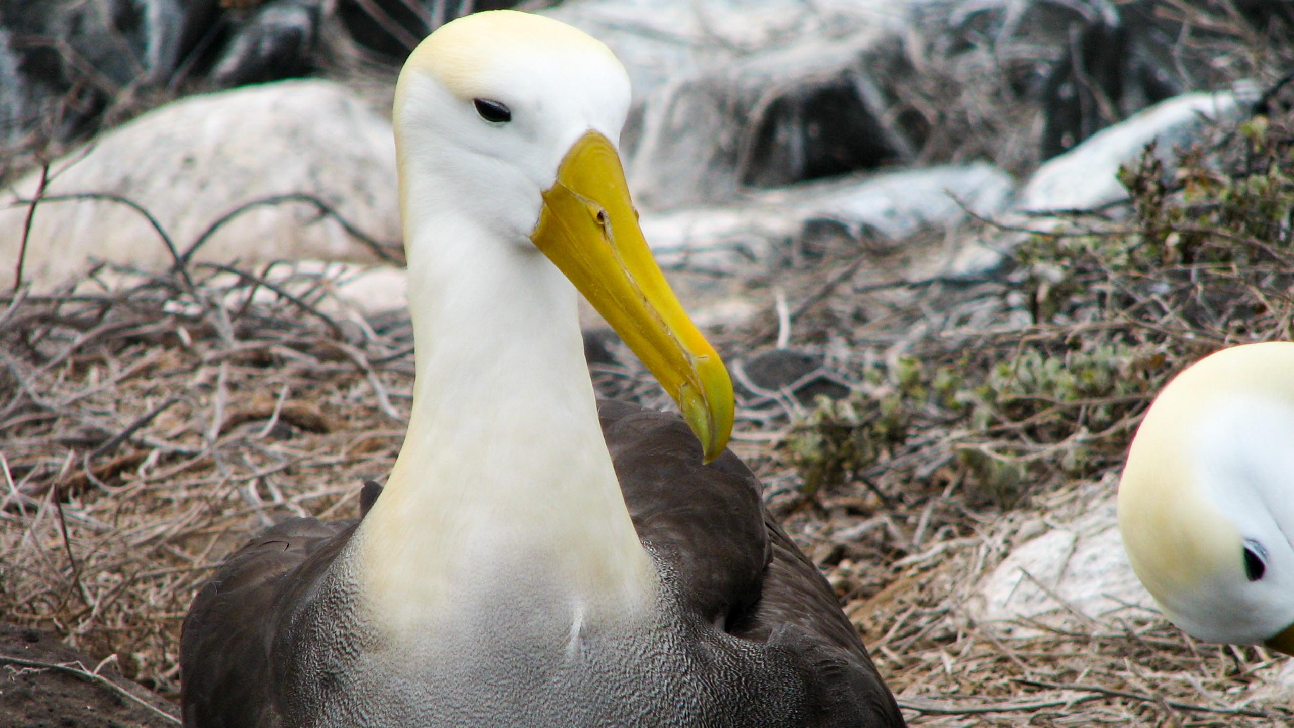 Close up of bird in the Galapagos