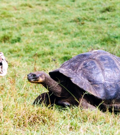 Traveler squats behind tortoise in Galapagos