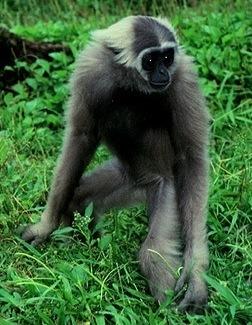 The Gibbons are wonderful alarm clocks.