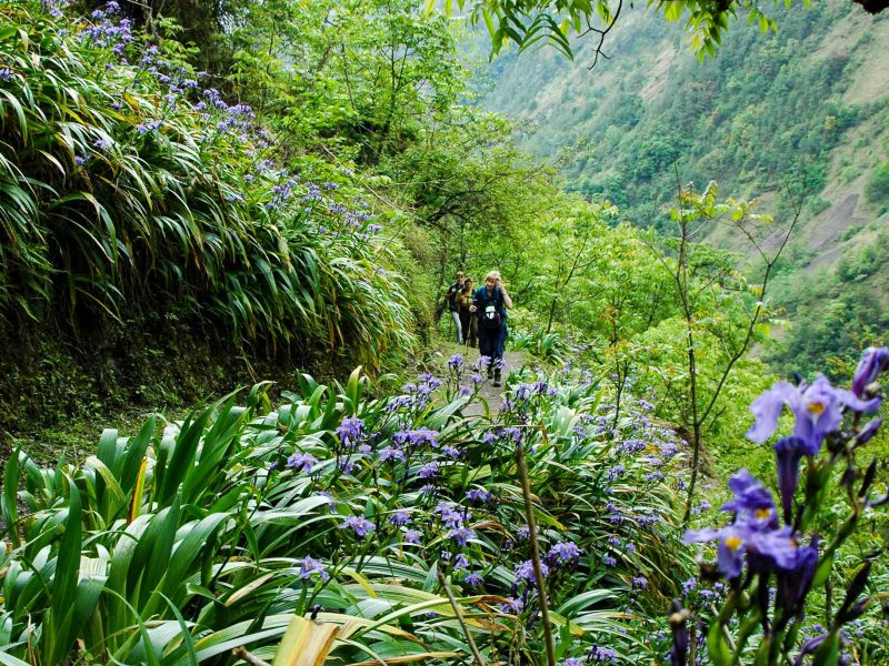 Group hiking through forest in China