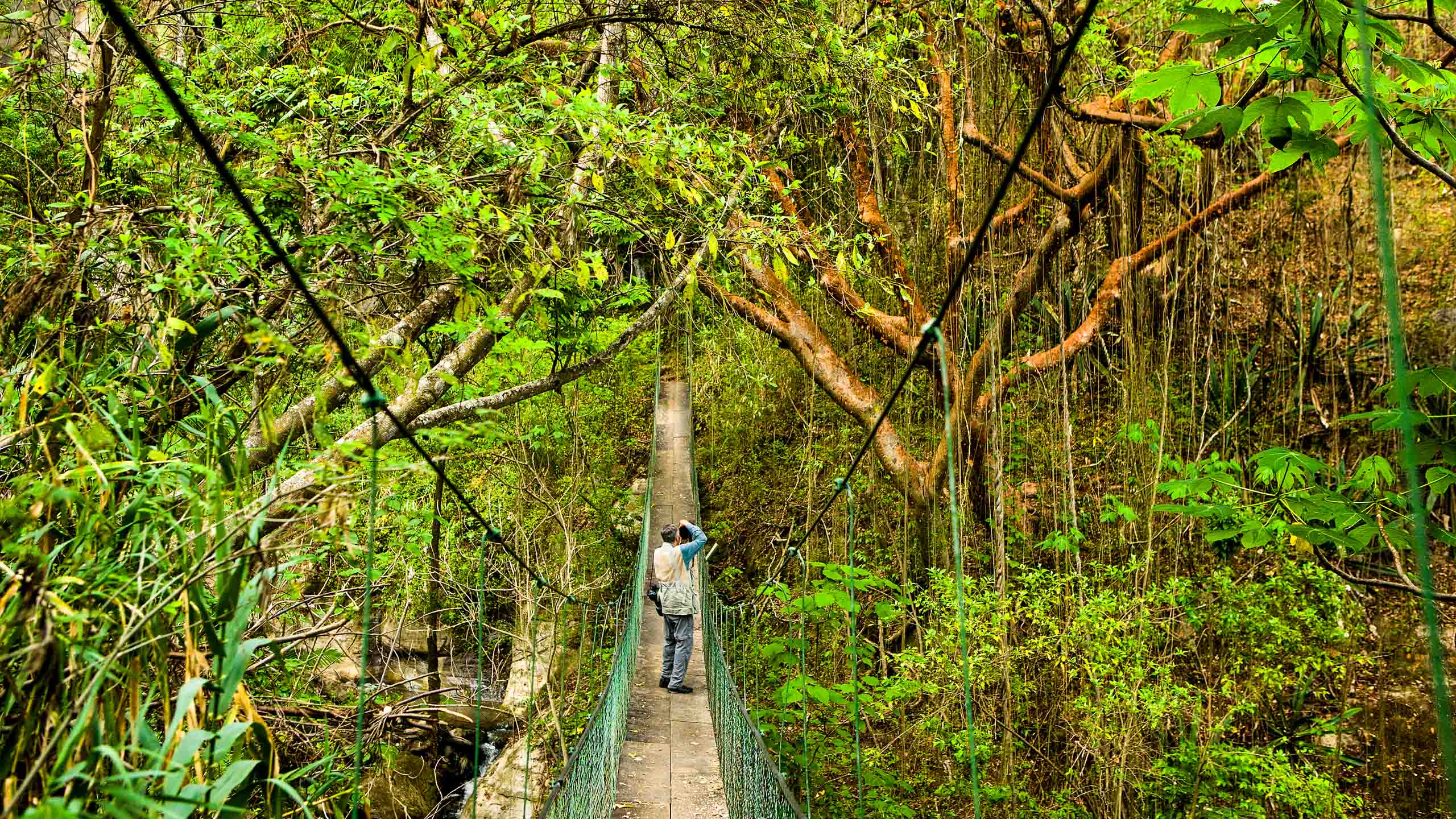 Man stands on bridge in Guatemala rainforest